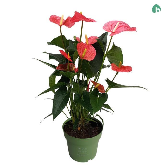Anthurium andr. Maine