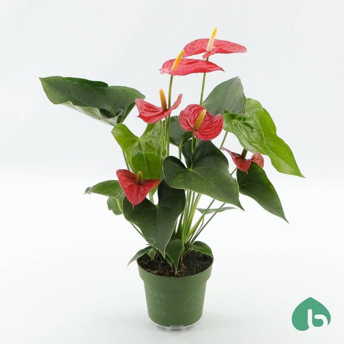Anthurium andr. Michigan