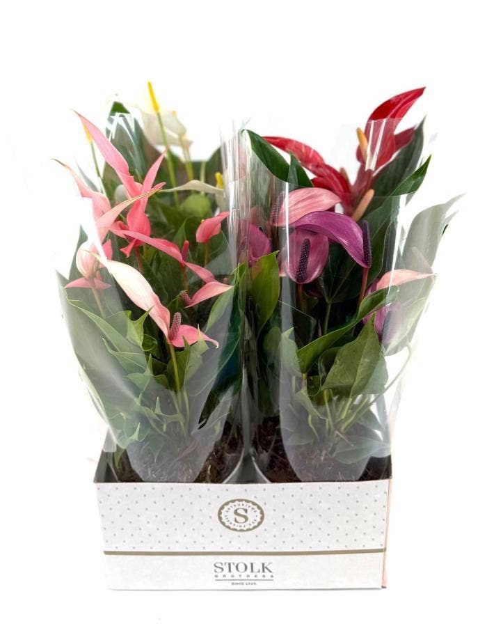 Anthurium andr. (Mille Fleurs)