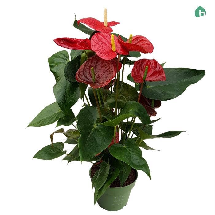 Anthurium andr. Oklahoma