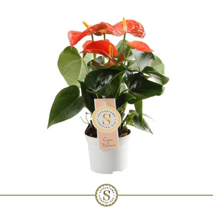 Anthurium andr. Orange Champion