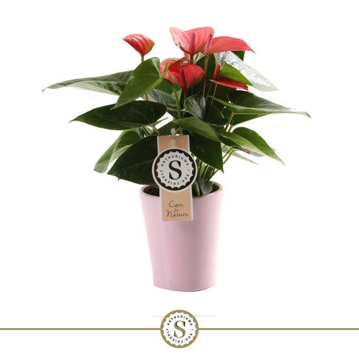 Anthurium andr. Pink Champion in Paris