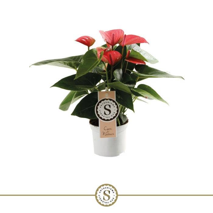 Anthurium andr. Pink Champion