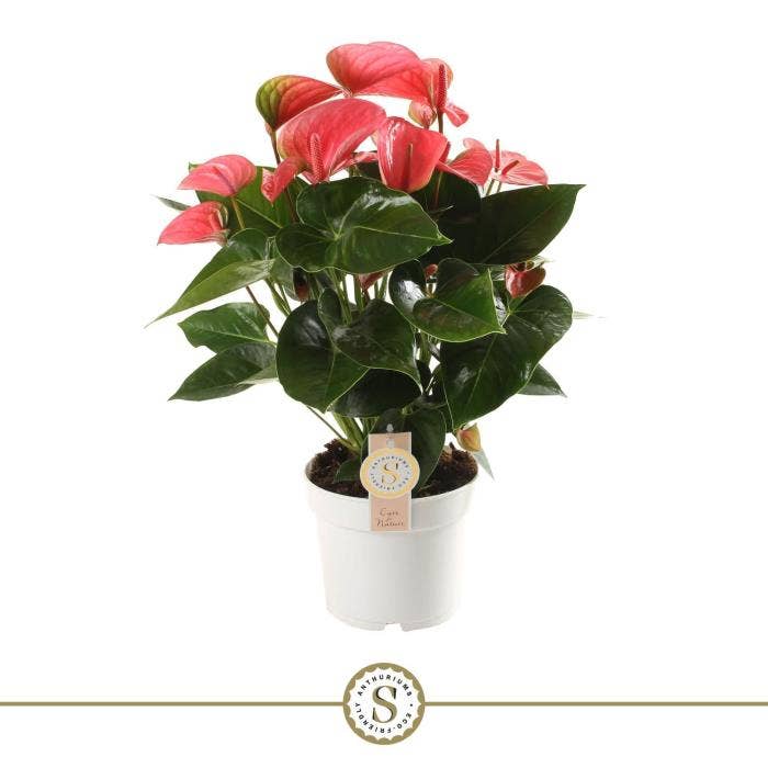 Anthurium andr. Pink Champion