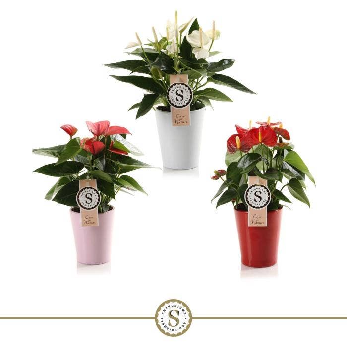 Anthurium andr. (premium) in Paris