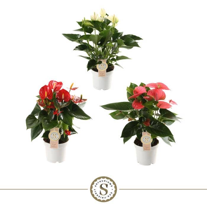 Anthurium andr. (premium)