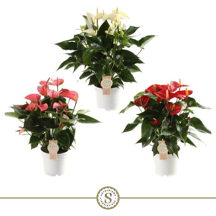 Anthurium andr. (premium)