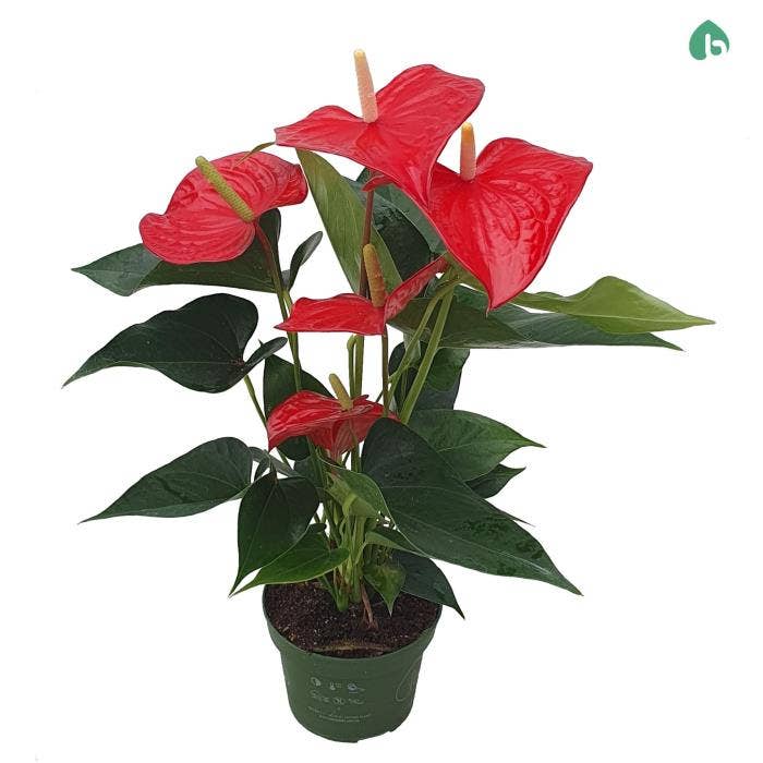 Anthurium andr. Querida