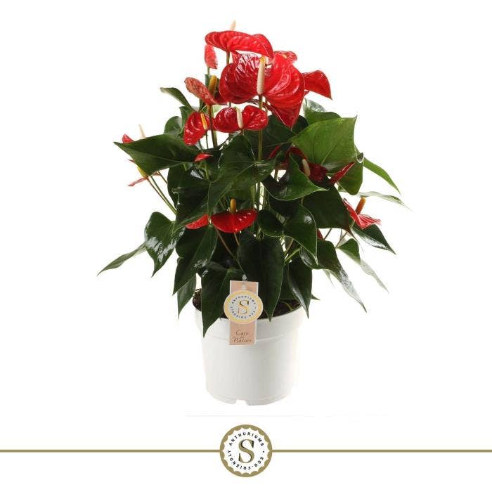 Anthurium andr. Red Champion