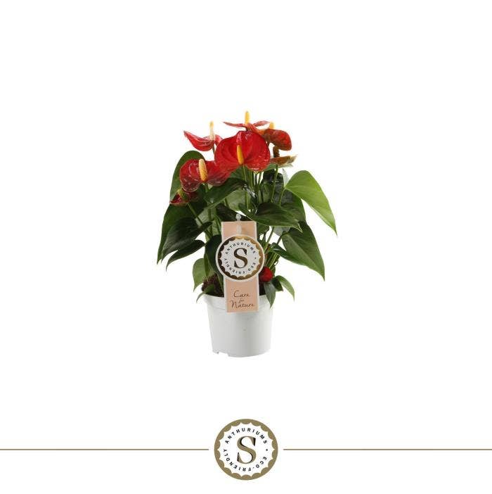 Anthurium andr. Red Champion