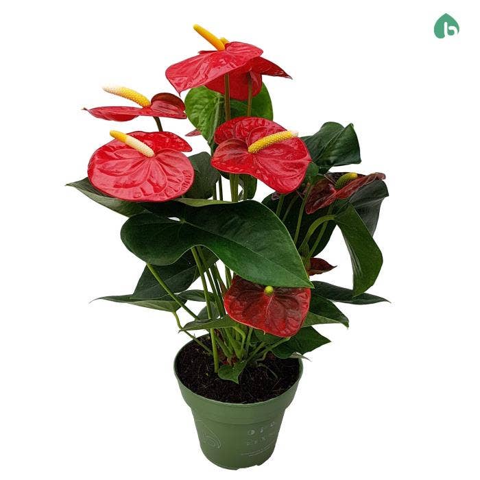 Anthurium Andr. Royal Champion Big Flowers