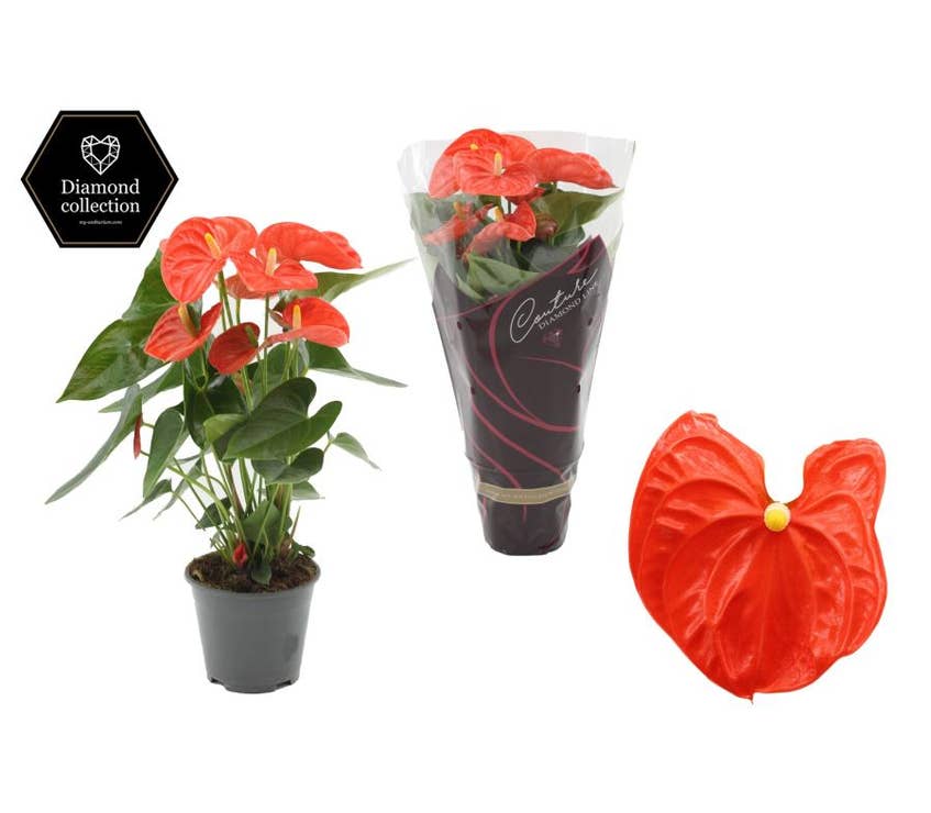 Anthurium andr. Sierra Orange