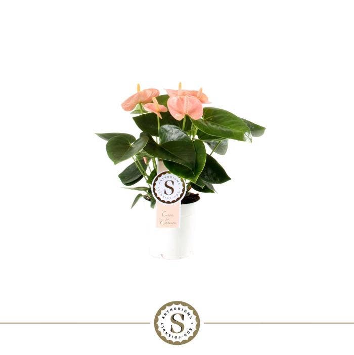 Anthurium andr. Spirit