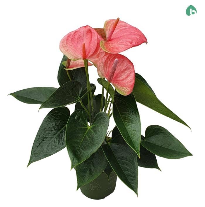 Anthurium andr. Sweet Dream