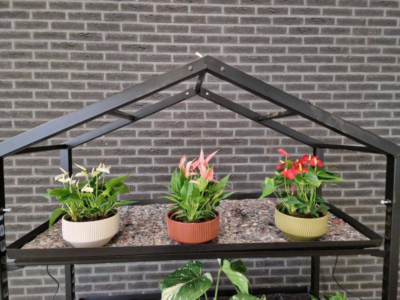 Anthurium andr. Table in Lucca Casa