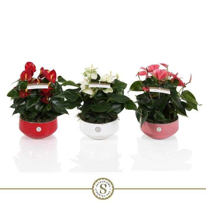Anthurium andr. Table in Lucca keramiek TST