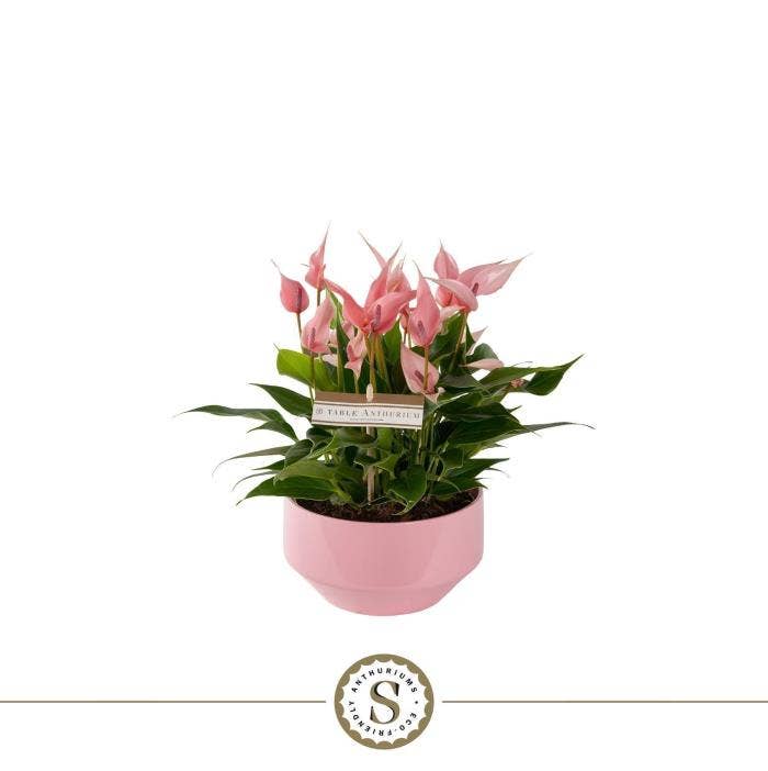 Anthurium andr. Table Lilli in Lucca keramiek