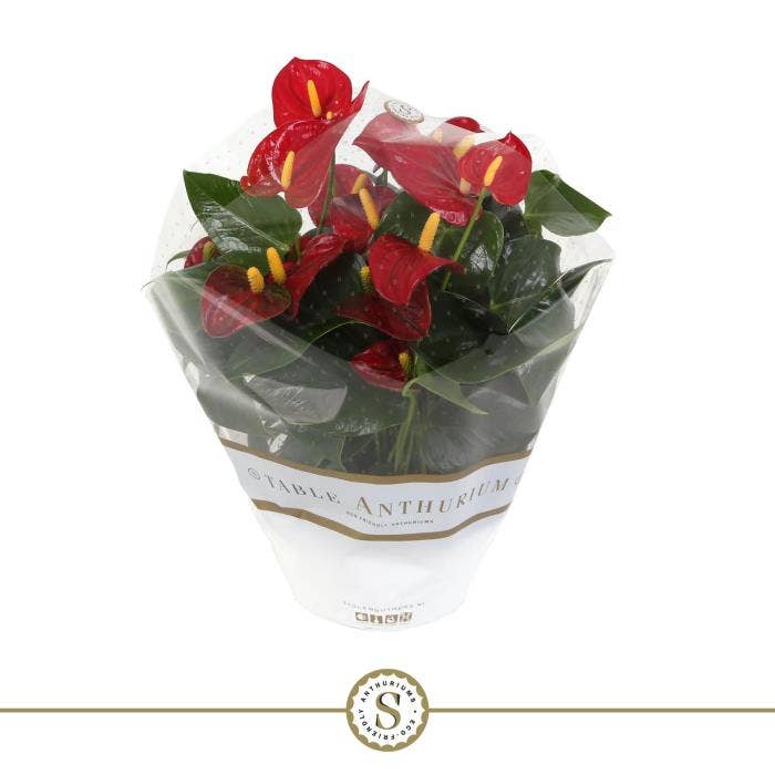 Anthurium andr. Table Red 
