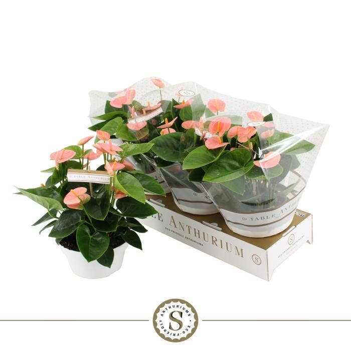 Anthurium andr. Table Spirit