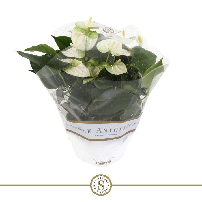 Anthurium andr. Table White
