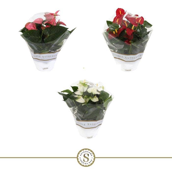 Anthurium andr. Table