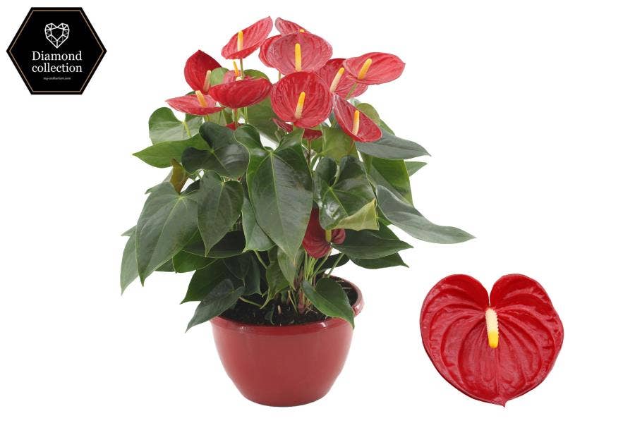 Anthurium andr. Tremendo in Marly plastic scale
