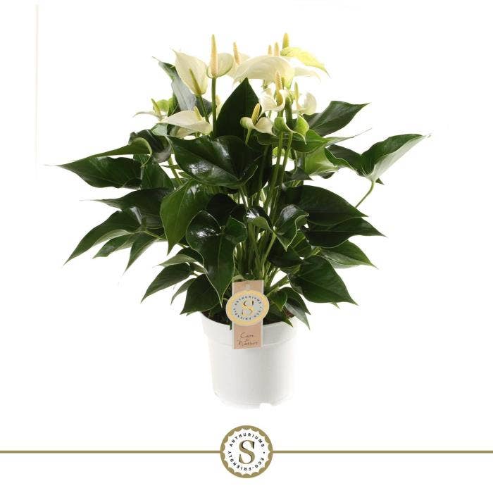 Anthurium andr. White Champion