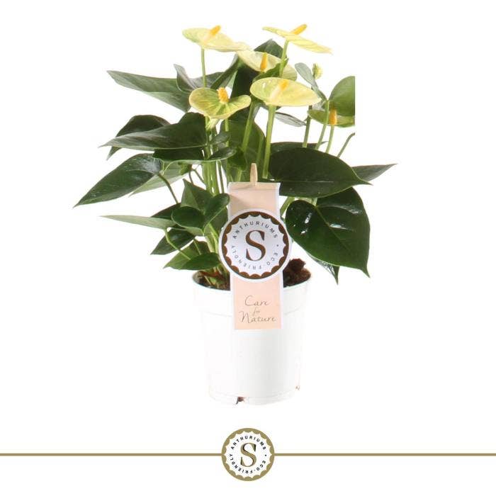 Anthurium andr. Yellow Champion