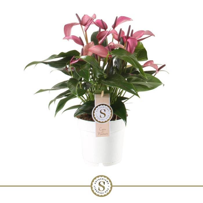 Anthurium andr. Zizou