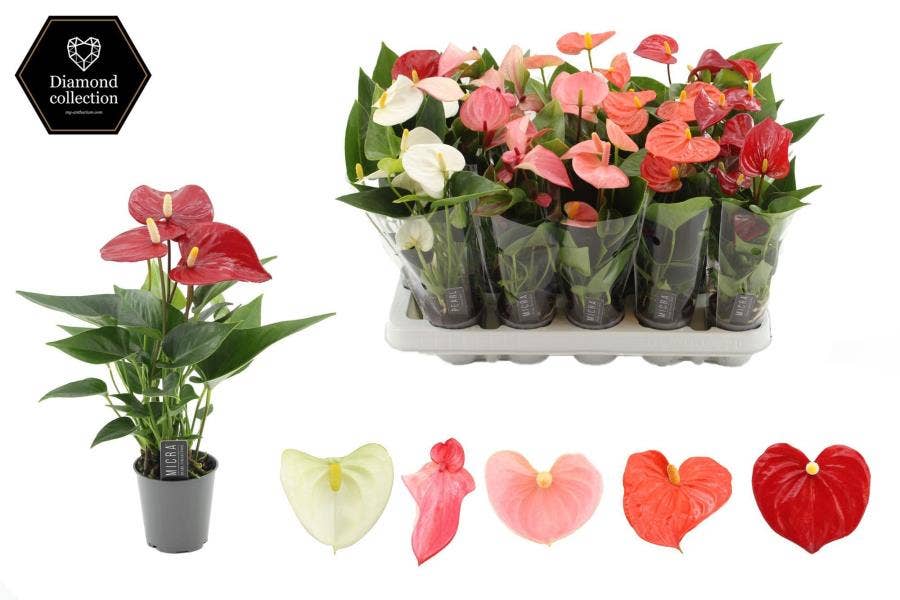 Anthurium andr.