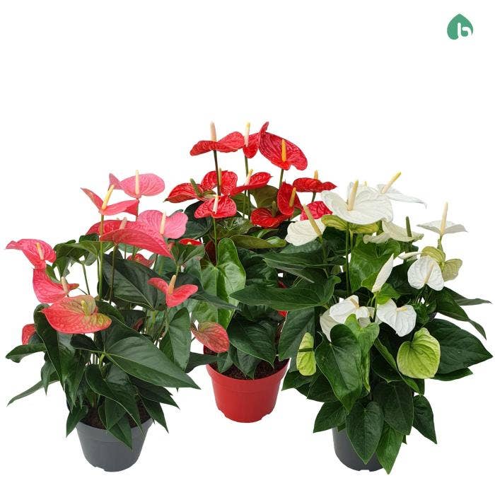 Anthurium andr.