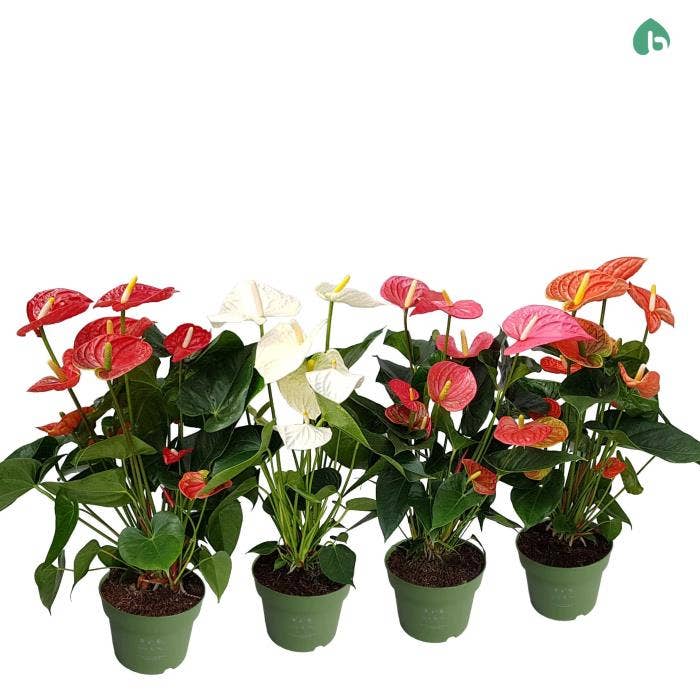 Anthurium andr.