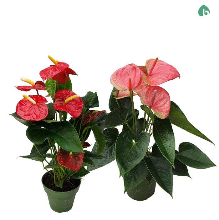 Anthurium andr.