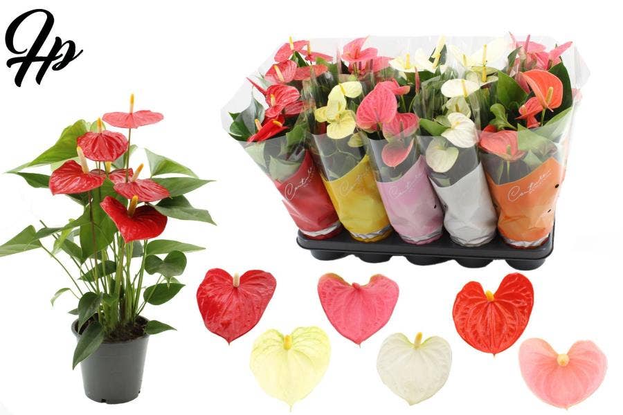 Anthurium andr.