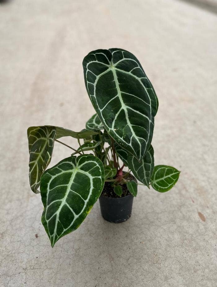 Anthurium Chrystallinum