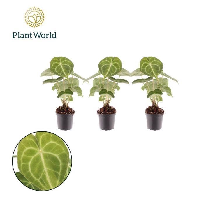 Anthurium clarinervium