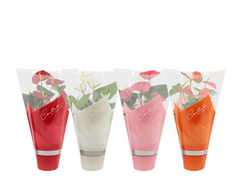 Anthurium Couture sleeve
