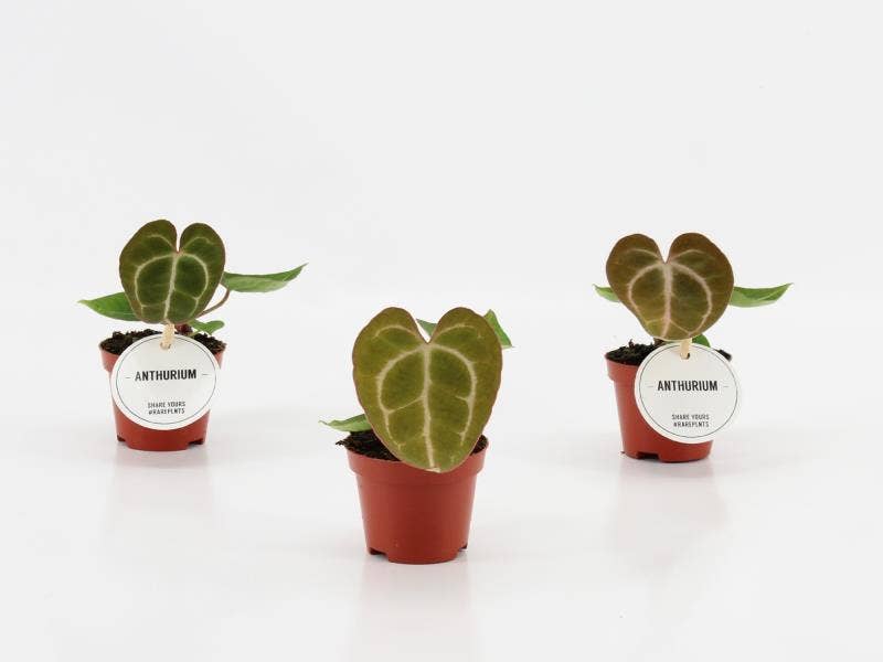 Anthurium Crystallinum