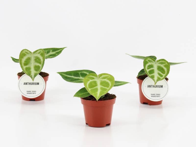 Anthurium Silver Blush