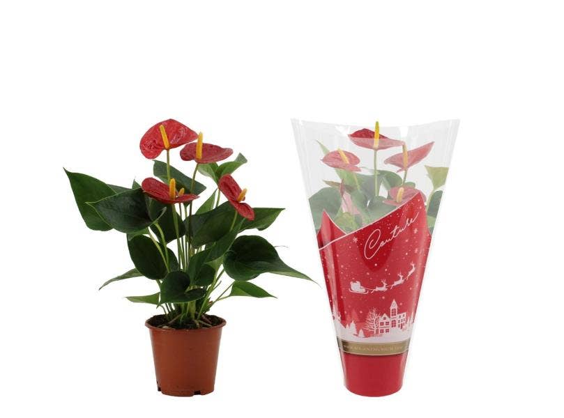 Anthurium Success Red in Christmas sleeve