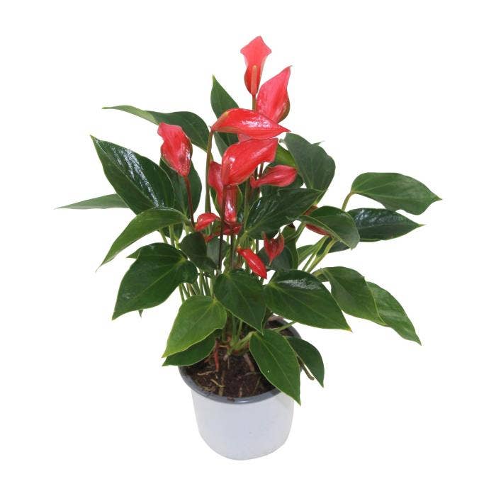 Anthurium Trillions