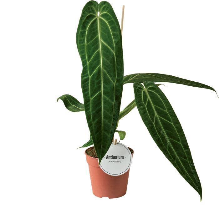Anthurium Warocqueanum