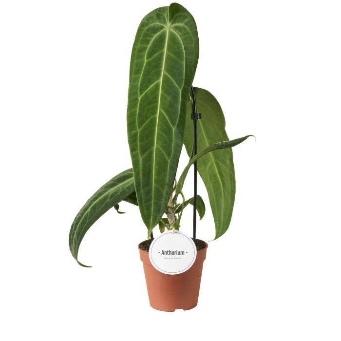 Anthurium Warocqueanum