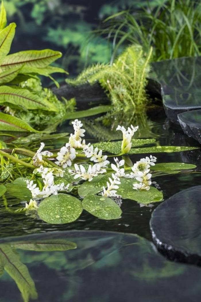 Aponogeton distachyos