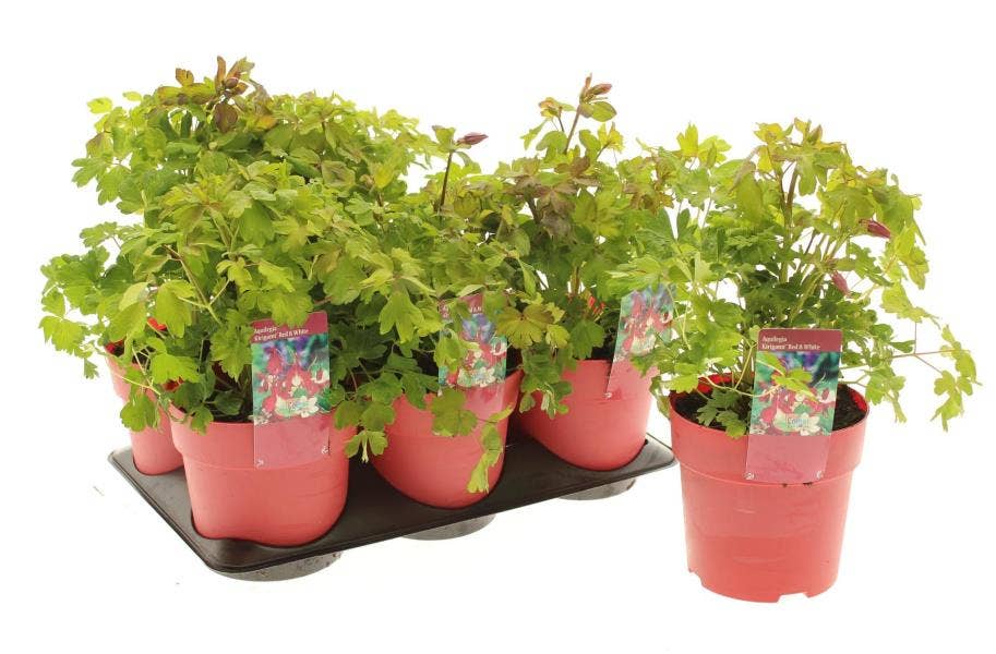 Aquilegia 'Red & White'