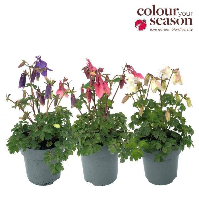 Aquilegia 'Spring Magic'