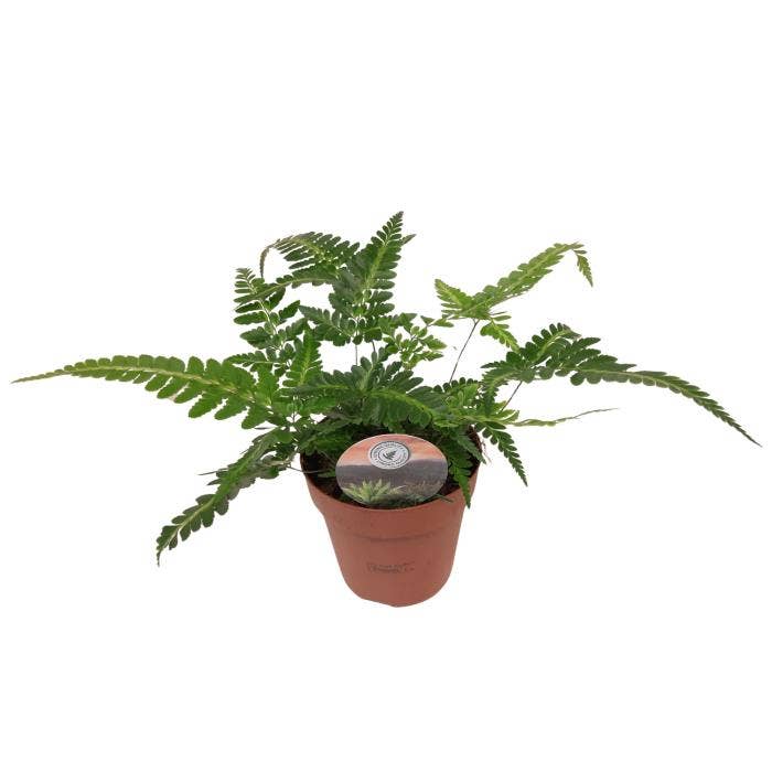 Arachniodes variegata