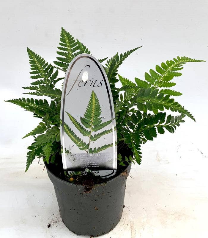 Arachnoides aristata 'Variegata' ES11 0,7l