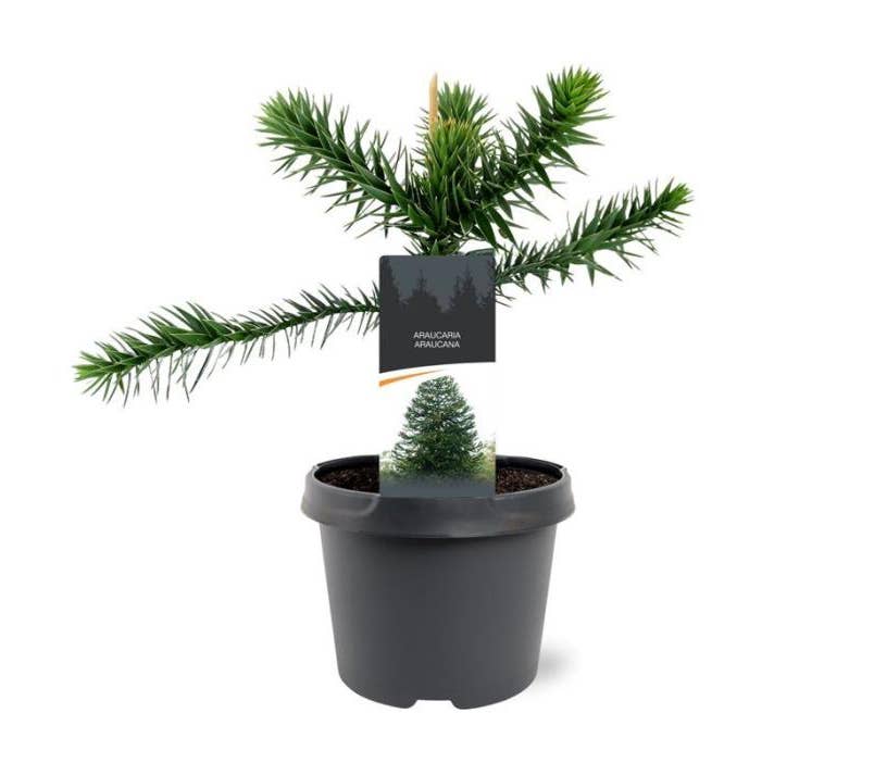 Araucaria araucana