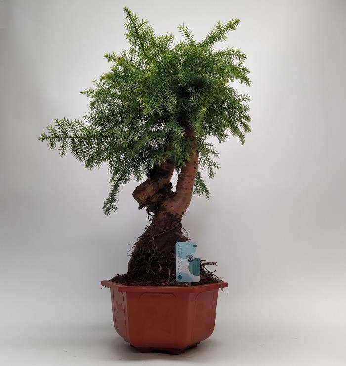 Araucaria Cunninghamii Bonsai in Hexagon pot 30 cm